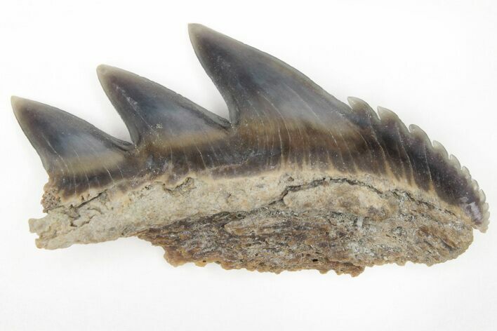 Partial, Fossil Cow Shark (Notorhynchus) Tooth - Aurora, NC #184434